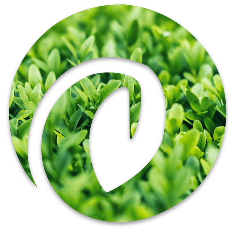 Logo de Agroineco con hojas como fondo